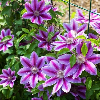 Rastliny Realistické Umelé Bonsai Umelé Kvety skúmie Krásnom dome Záhrada Zdobiť